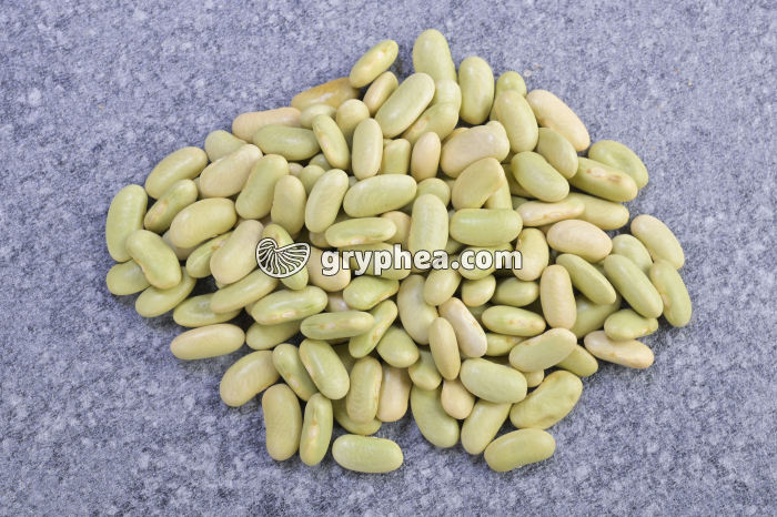 Flageolets riches en féculents - gryphea.org